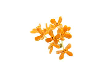 Wall Mural - blooming sweet osmanthus isolated on a white background