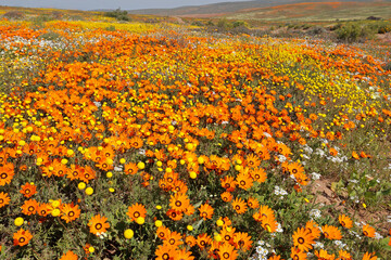 Wall Mural - Colorful spring blooming wildflowers, Namaqualand, Northern Cape, South Africa.