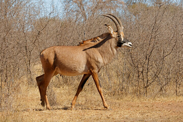 Wall Mural - a rare roan antelope (hippotragus equinus) in natural habitat, south africa.