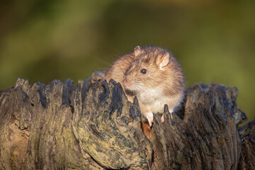 Poster - A rat is captured scavenging for food. It is taken on an old tree stump with a natural out of four background