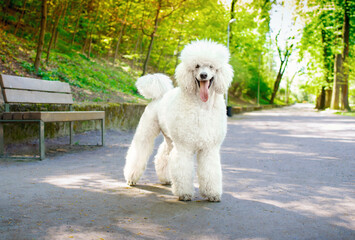 Sticker - A large white dog of the royal poodle breed stands on the alley in the park near the bench. Watch the dog carefully. Dog training. Paddock. The photo is horizontal and blurry