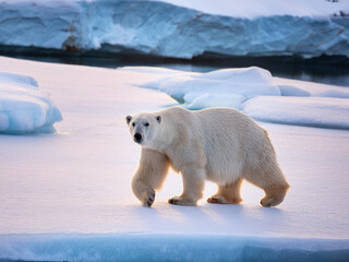 Wall Mural - large white polar bear on an ice floe in arctic landscape