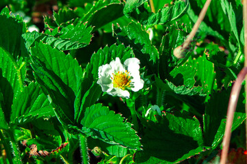 Young strawberries in the garden. Young plants are planted in rows. Farm Organic farming. Ripe red berry. Growing fruits in rural areas. Plant care. Manual harvesting. Close-up.