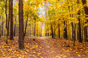 Orange fall leaves in park, autumn natural background