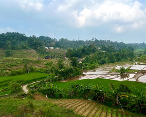 Captivating Green Agricultural Landscape with Terraced Rice Fields