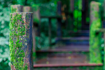 Wall Mural - natural background of many species of plants that are laid out in the park, for the propagation of the species and to provide shade for those who stop by while traveling to study the ecology.