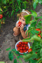 Child with tomatoes in hands in the garden. Selective focus.