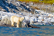 © robertharding - An old, emaciated adult male polar bear (Ursus maritimus) desperately searching for food in the Svalbard Archipelago, Norway, Arctic, Europe