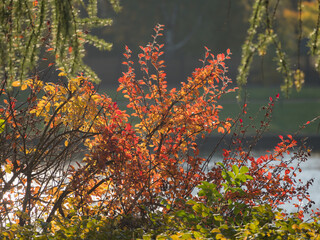 branches of aronia bush with red leaves