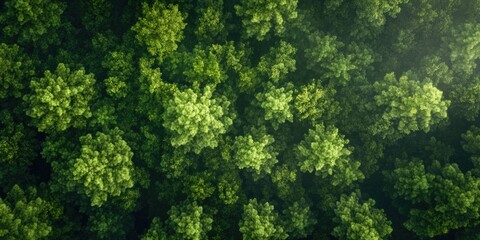 Wall Mural - nature's symphony: lush green forest background