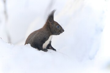 Poster - A cute european squirrel sits on a tree stump in a snowy winter forest. Sciurus vulgaris. A squirrel posing in winter forest.