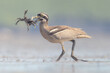 © RooM The Agency - Wild beach stone-curlew (Esacus magnirostris) running across a mudflat with crab prey in its beak, Australia