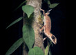 © RooM The Agency - Close-up of a wild chameleon gecko (Carphodactylus laevis) on a vine-covered branch at night, Australia