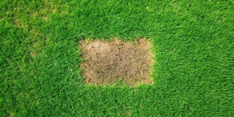 lawn with bald spot, square background, medium shot