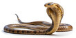 © Hawkeye.Creatix - King cobra in a side view, full body, isolated on a transparent background, showcasing its impressive length and distinctive hood.