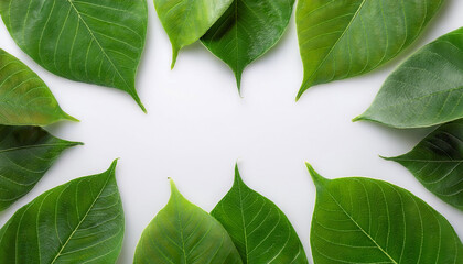 green leaf filling the edges of the frame isolated on a white background