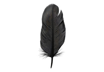 Photo of black feather .Transparent background. Isolated PNG.