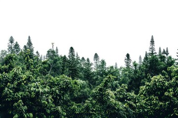 Lush forest with tall trees