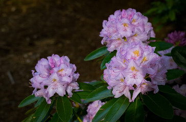 closeup of flora and fauna