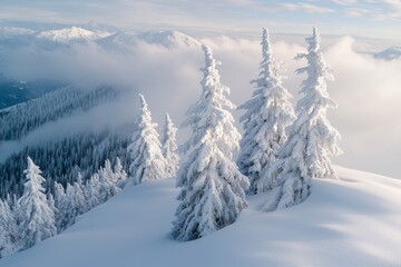 Poster - Landscape of mountains with snowy paths in the fir forest and glade. Carpathians.