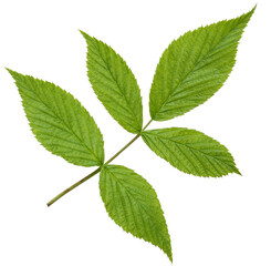 Wall Mural - green raspberry leaf isolated on a white background. herbarium. leaves cut from the background.