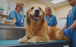 © Curioso.Photography - Dog Comforted by Veterinarians: A golden retriever at a veterinary clinic, gently comforted by gloved veterinarians.