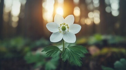 Poster - Delicate white flower basking in the warm glow of a forest sunset, AI