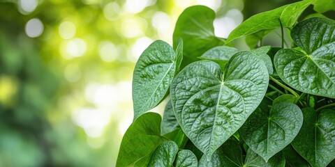 Poster - Lush Green Leaves with Bokeh Background  Nature Photography  Green Foliage  Plant Texture