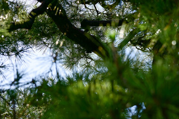 Close-up of trees with green leaves in the Japanese gardern in nijo jo castle, Kyoto, Japan. World Heritage Site,  Background landscape of the beauty of Nijo Castle at sunny day. Nature Background.