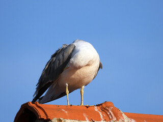 Wall Mural - seagulls perching on the chimney