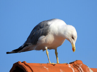 Wall Mural - seagulls perching on the chimney