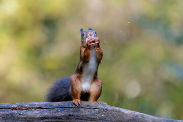 Wall Mural - Eurasian red squirrel (Sciurus vulgaris) searching for food in the autumn in the forest in the South of the Netherlands. 