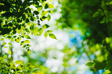 Poster - Closeup nature view of green leaf on sunlight with copy space using as background concept