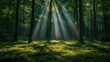 © Muamanah - Sunbeams Illuminating a Lush Forest Floor