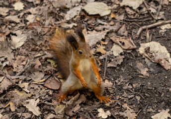 A squirrel sits on a tree stump in the forest.