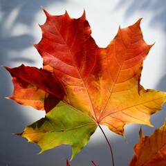 Wall Mural - autumn cutouts leaves backgrounds autumn maple