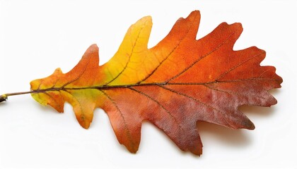 Wall Mural - colorful autum oak leaf isolated on white background