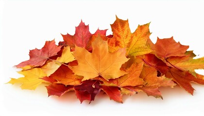 Wall Mural - heap of colorful fall maple leaves isolated on white background