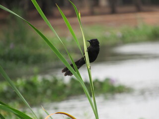 Bird perched gracefully on grass on the riverbank.