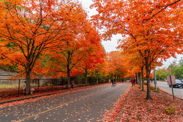 Wall Mural - Brillaint Park Leaves 6