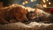 © ABX - Joyful dog and cat playing together cozy scene