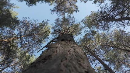 Wall Mural - forest nature. different elements of forest nature. vegetation in the forest. natural landscape. footage with wildlife. walk in the fresh air. desaturated video. log profile. high definition video.