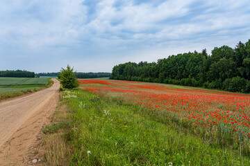 Wall Mural - rural landscape - corn field, country road, green grass, red poppies, green trees, blue sky