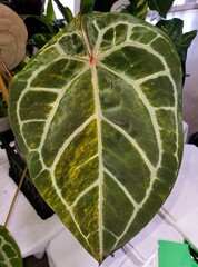 Wall Mural - Beautiful leaf of Anthurium Crystallinum variegated, a rare tropical plant