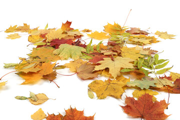 Wall Mural - Autumn leaves background with copy space. Colorful leaves on ground with empty place isolated on white background, autumn concept.