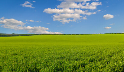 Wall Mural - Green field and blue sky with light clouds.