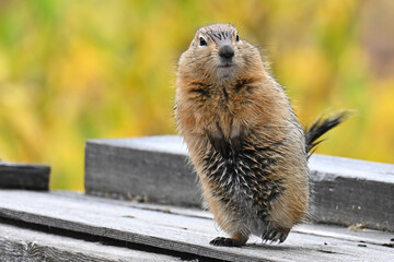 Wall Mural - An Arctic Ground Squirrel (Spermophilus parryii) surveys an abandoned mine building high in Alaska's Talkeetna Range.