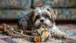 © bersch28 - A Shih Tzu lounges comfortably on a patterned rug, engaging with a colorful rope toy, conveying playful relaxation in a cozy indoor space, full of character.
