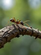 © claudunia - Ant on a tree branch in the morning.