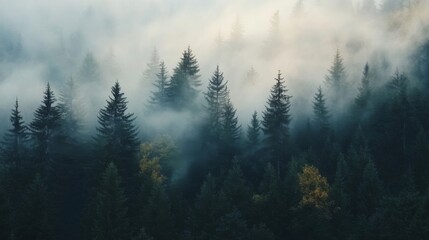 Poster - A Misty Forest Landscape with Tall Pine Trees